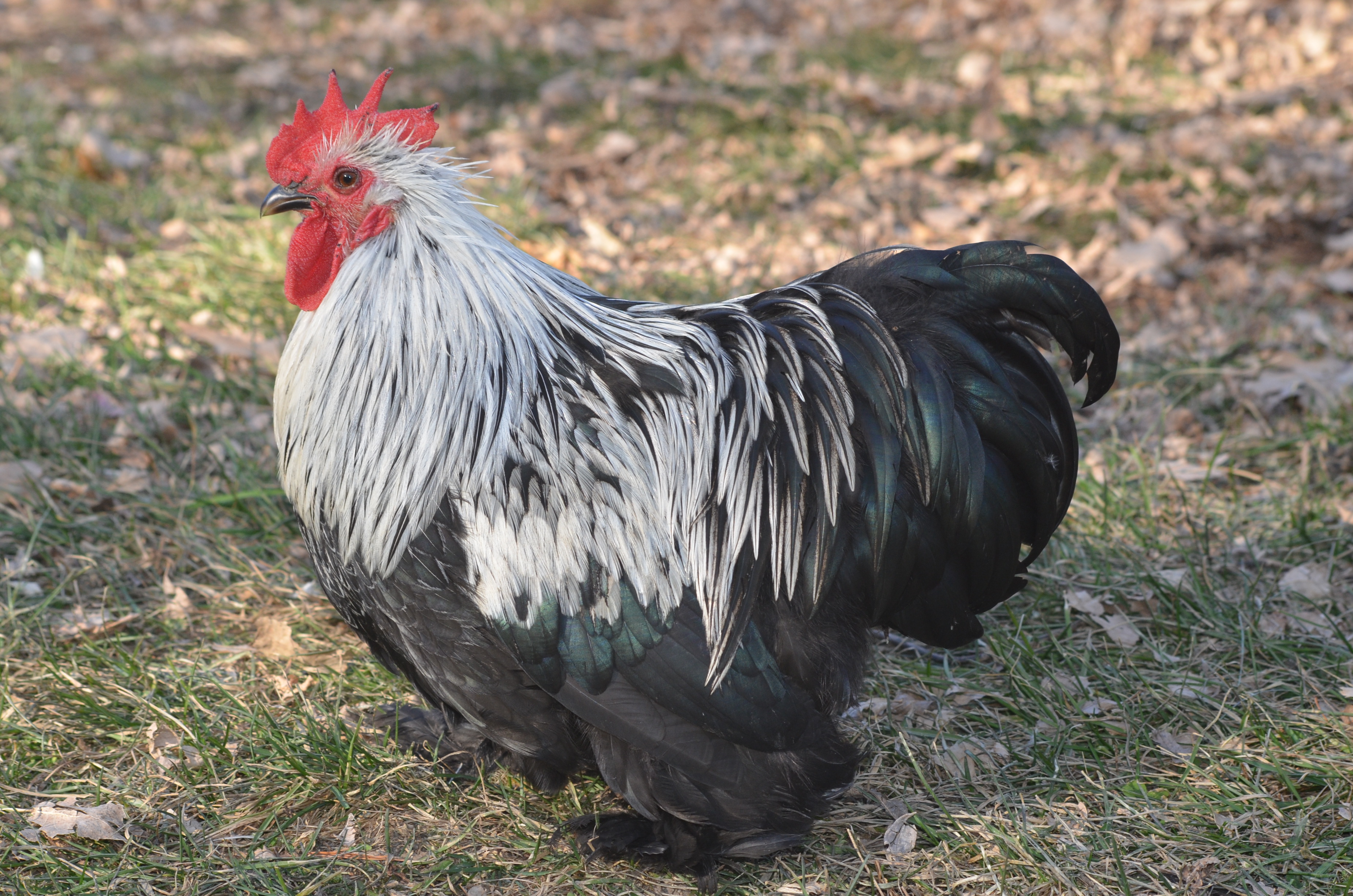 DSC_3608 – TarBox Hollow Poultry