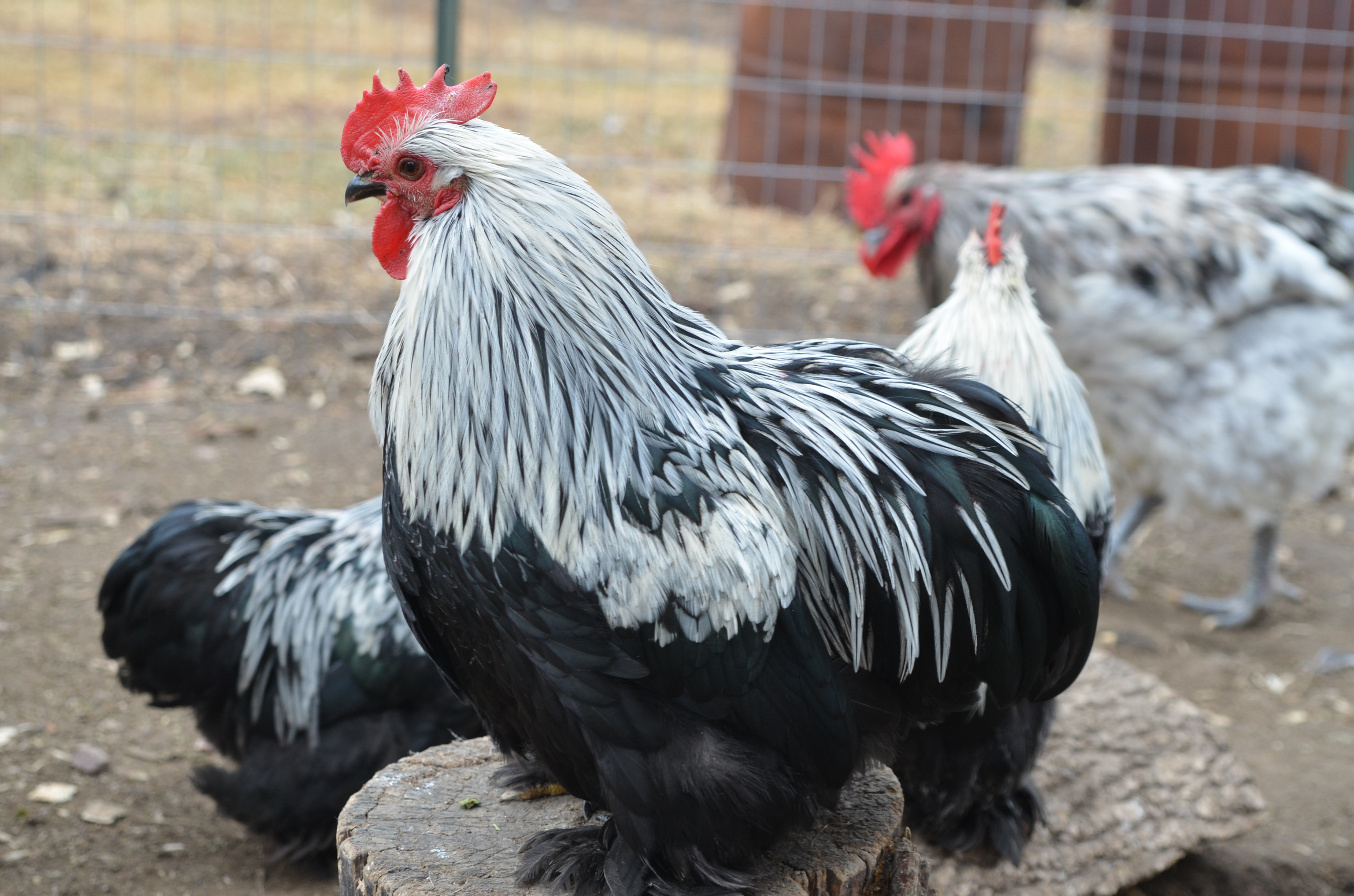 DSC_3940 – TarBox Hollow Poultry