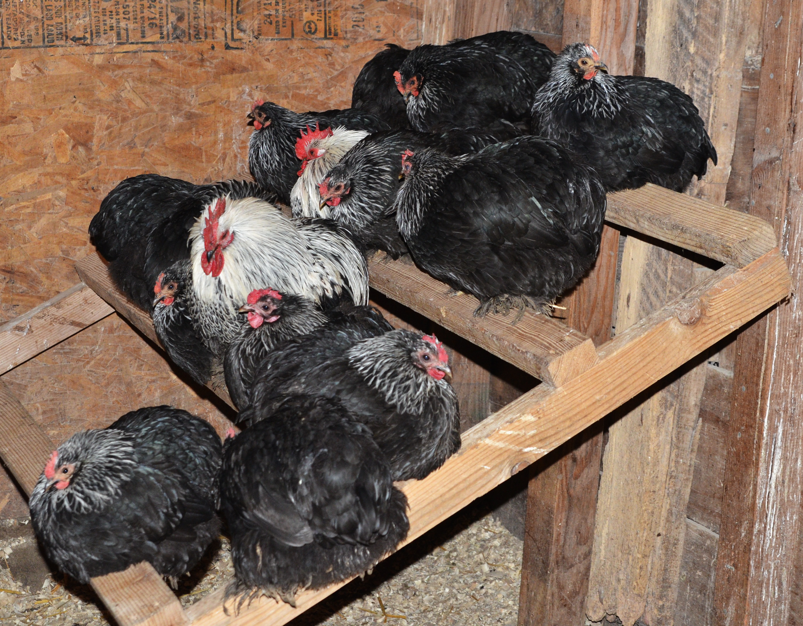 breeding pen 2 – TarBox Hollow Poultry