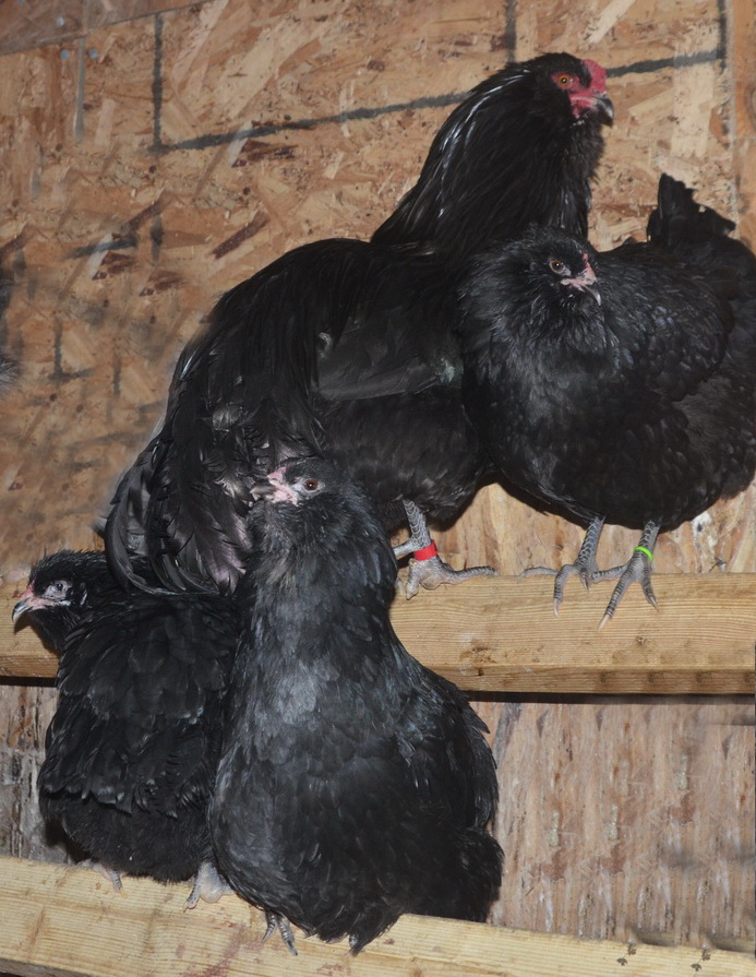 araucana hen black