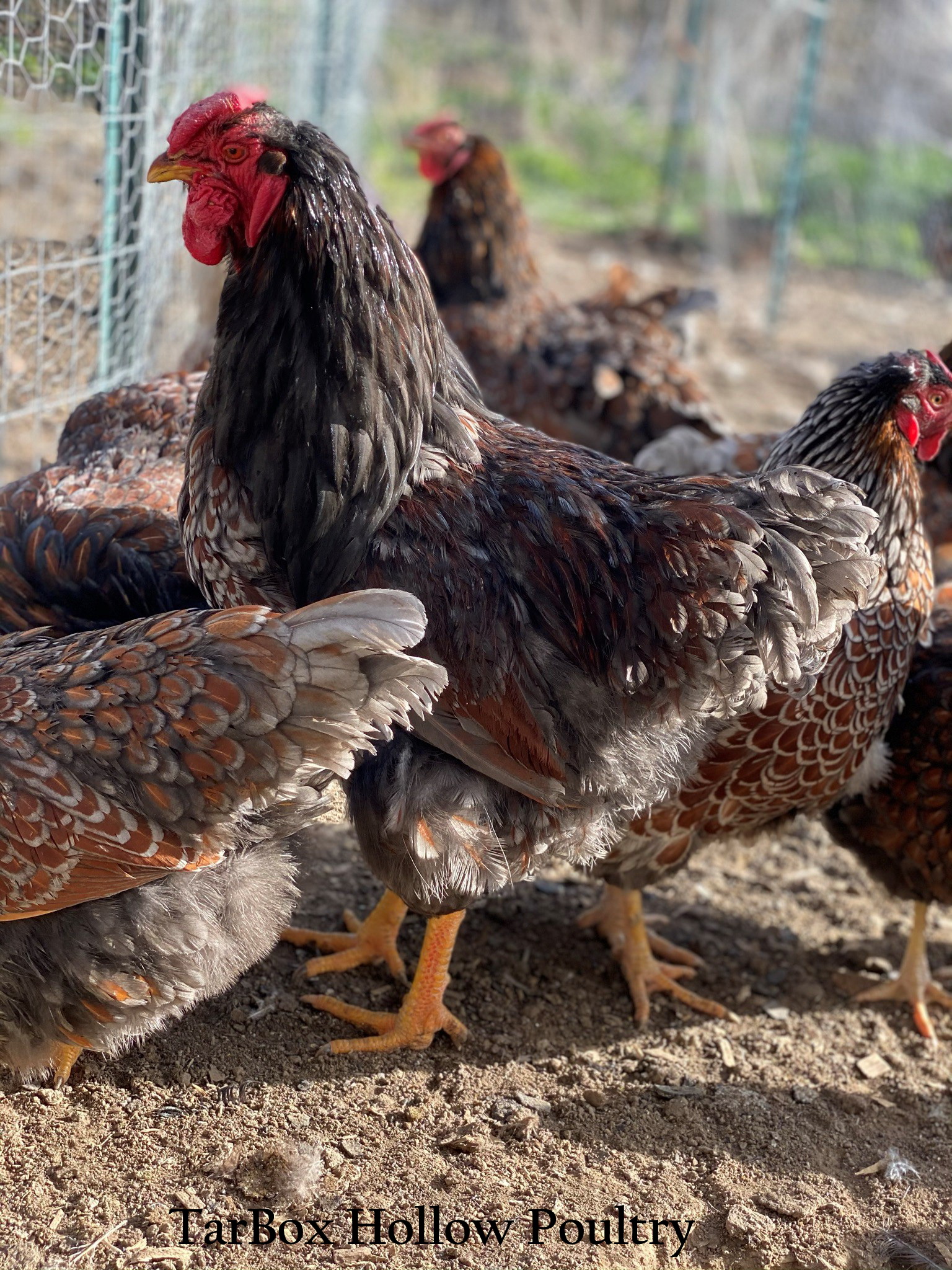 Blue Red Wyandotte Eggs One Dozen – TarBox Hollow Poultry