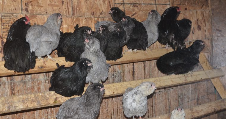 8 Ways to Reduce Respiratory Illness in Poultry