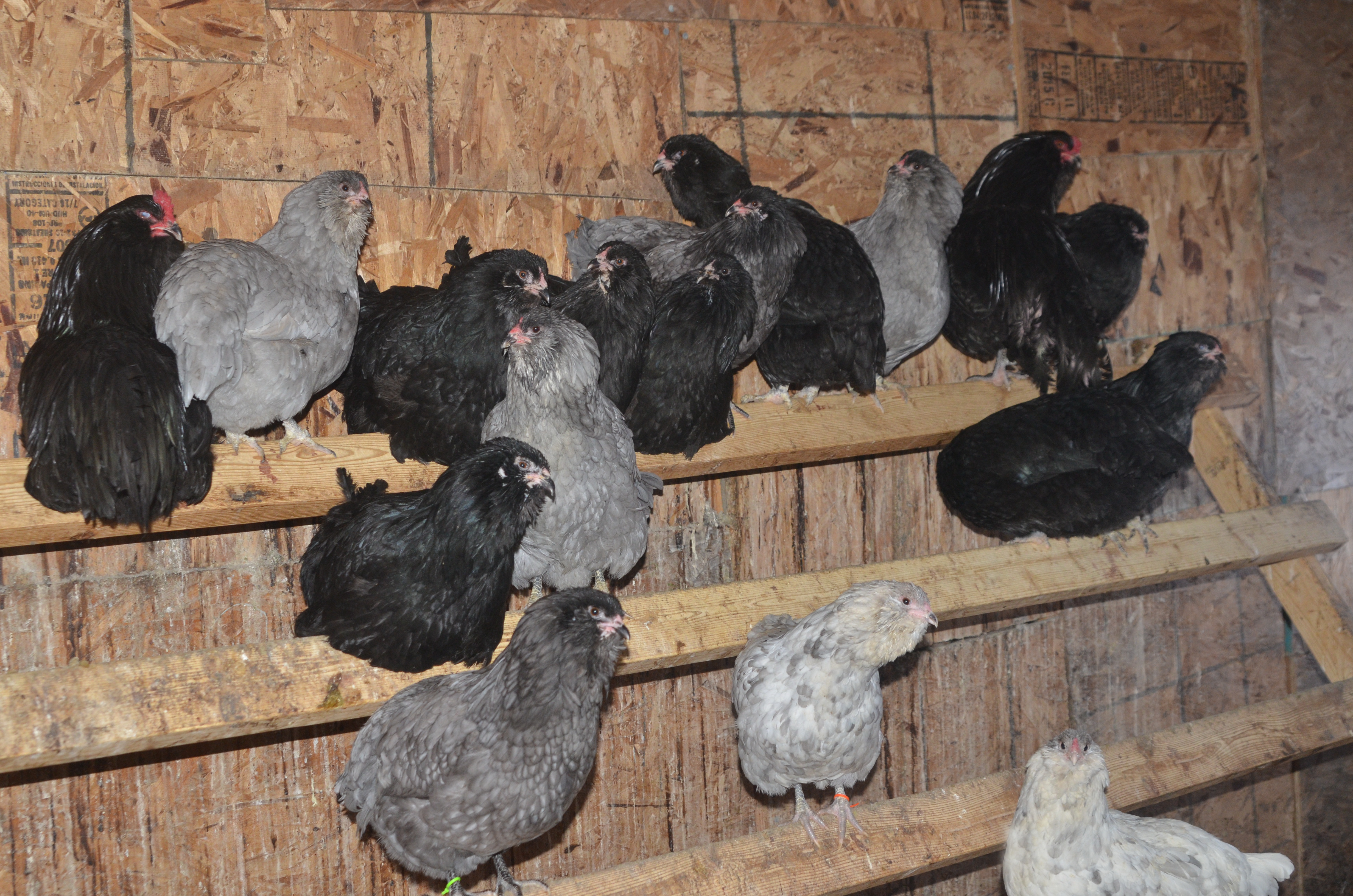 8 Ways to Reduce Respiratory Illness in Poultry