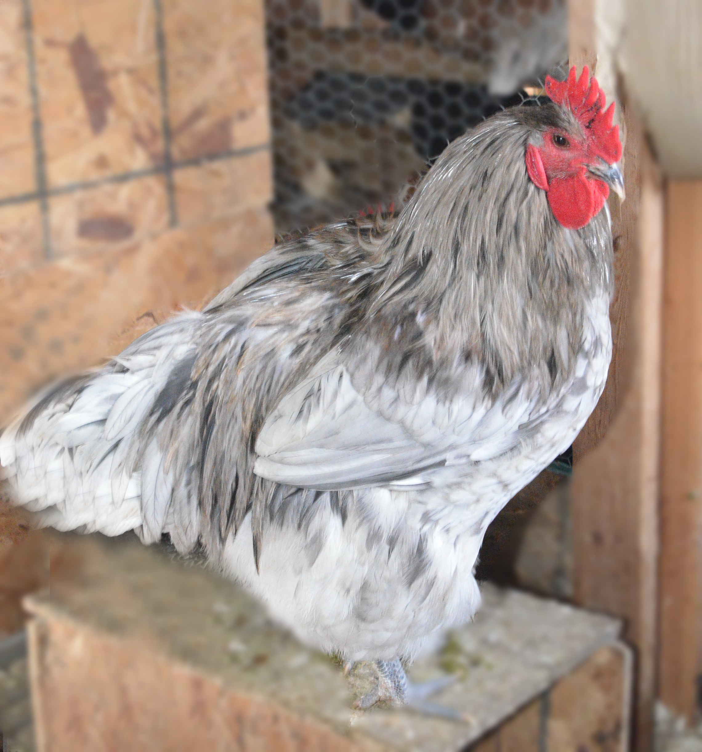 Splash Orpington Rooster TarBox Hollow Poultry