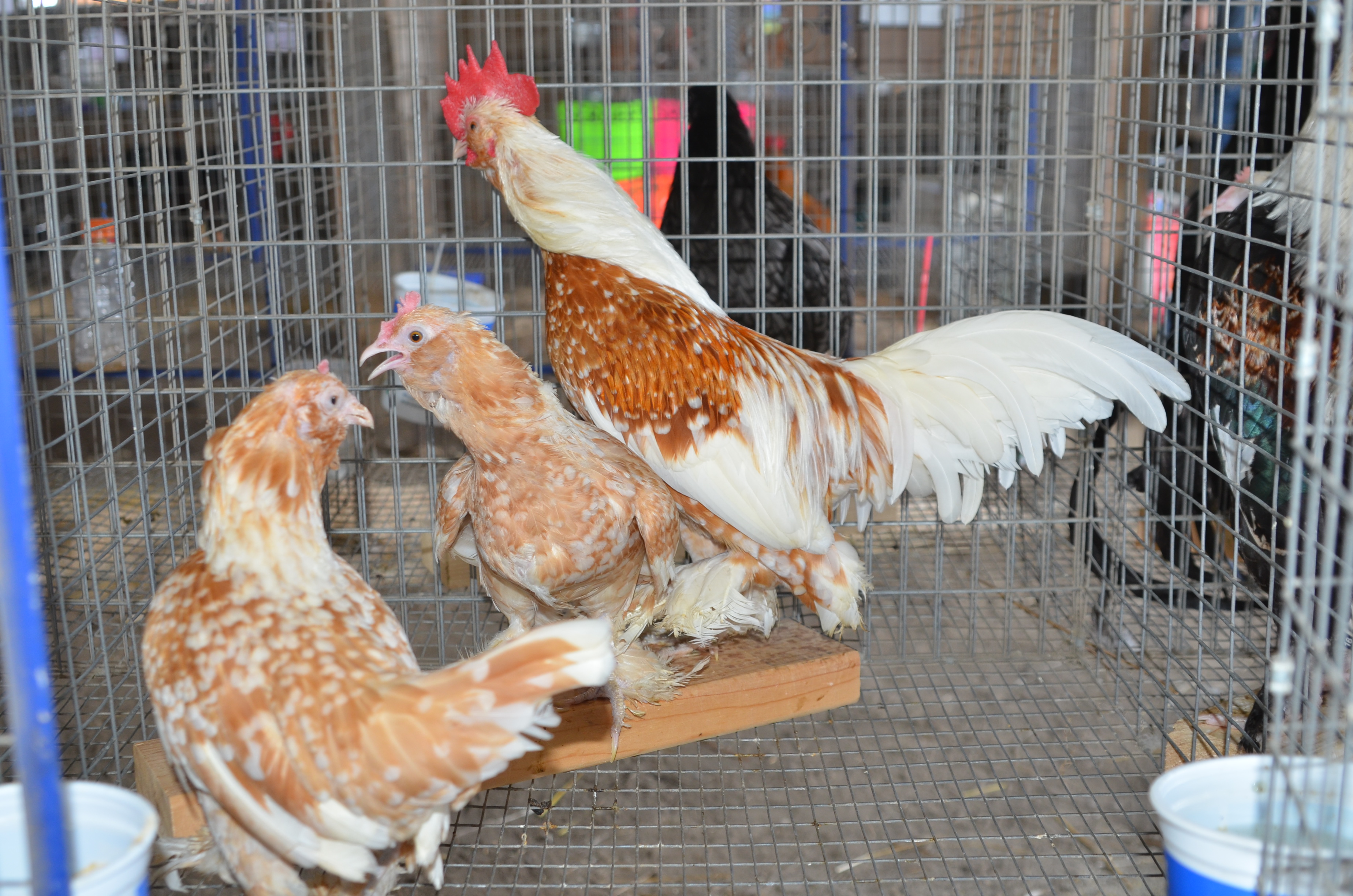 Gold Neck d’Uccle Trio – TarBox Hollow Poultry