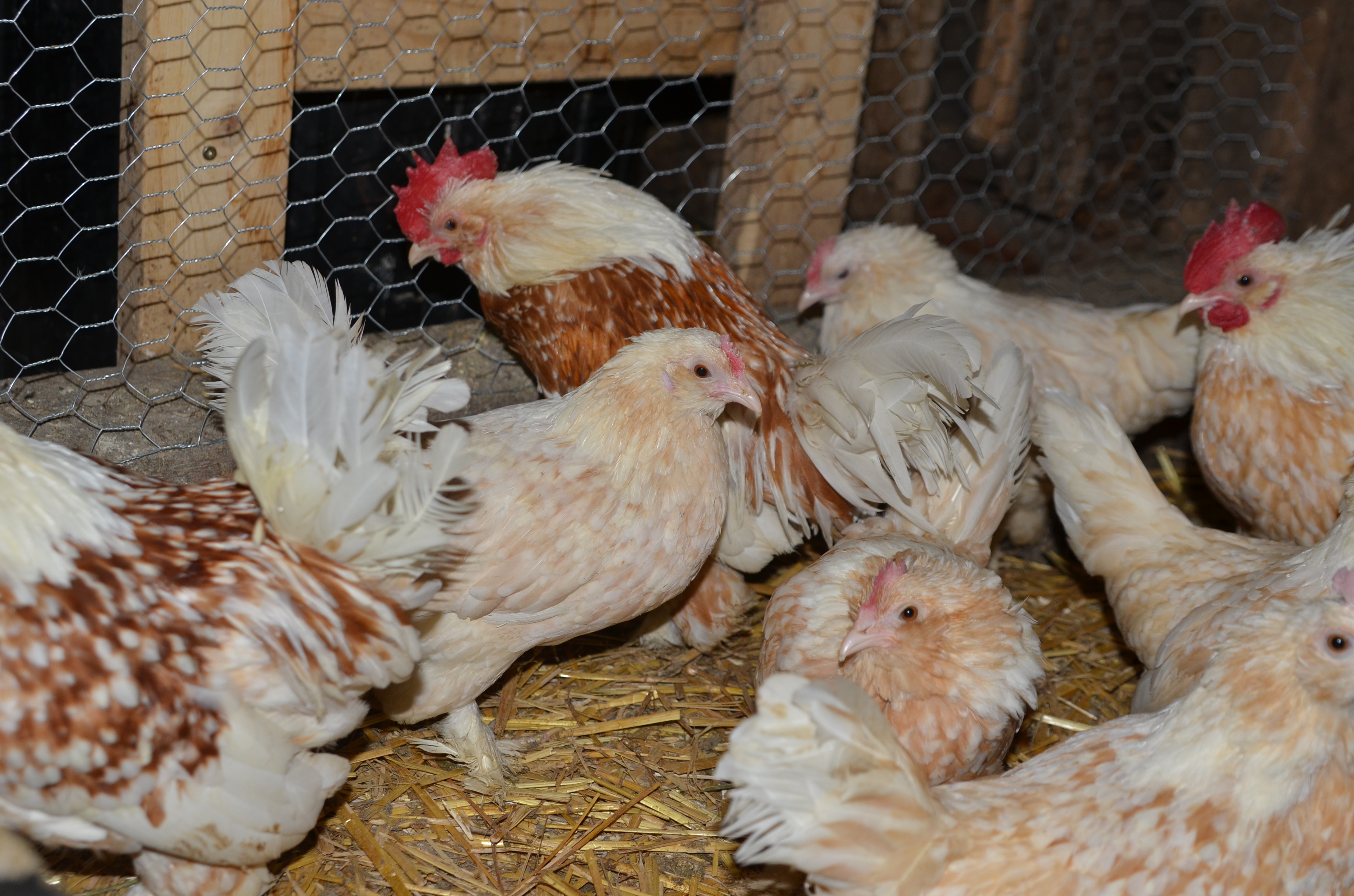 Gold Neck D’uccles – Tarbox Hollow Poultry