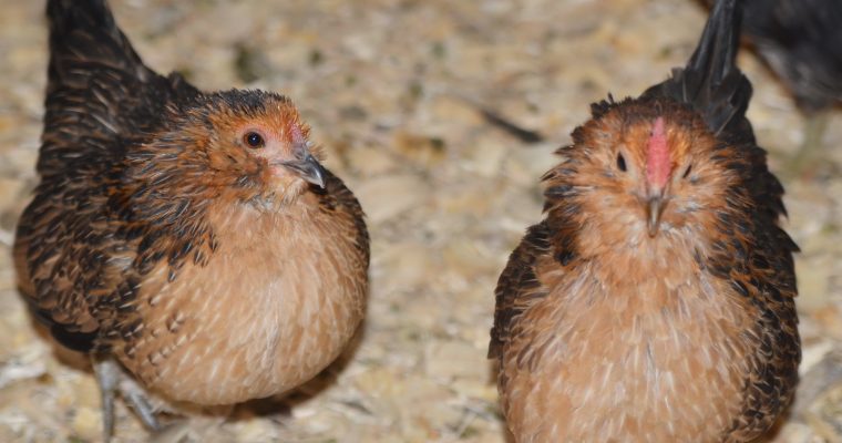Preventing Respiratory Illness with Poultry