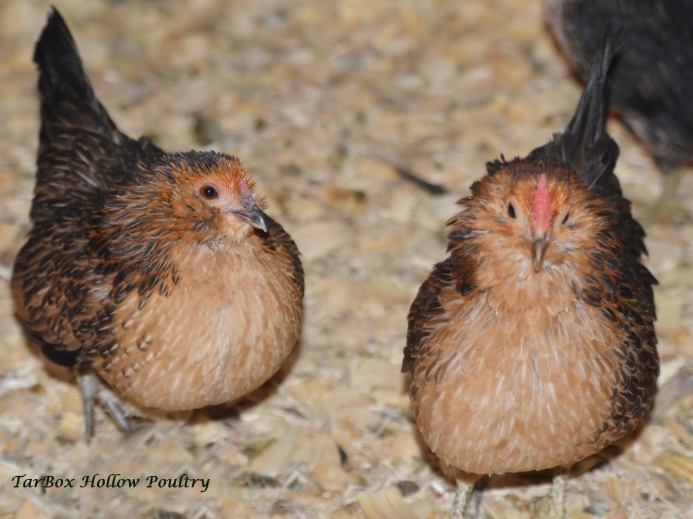 Preventing Respiratory Illness with Poultry