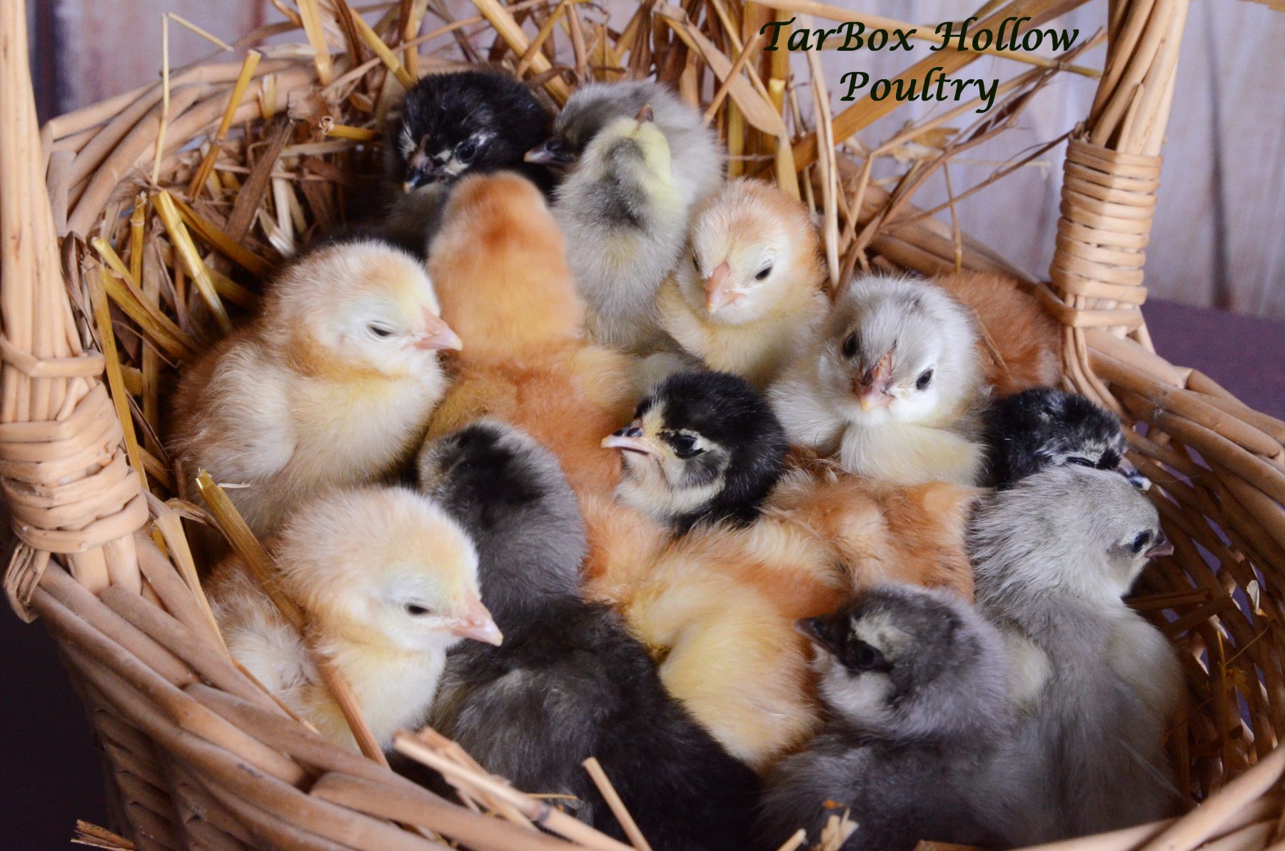 mix chicks tb 082818 TarBox Hollow Poultry