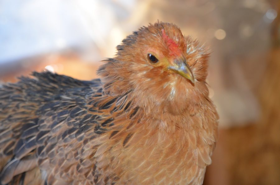 Quail Belgian d’Anver Pullet – TarBox Hollow Poultry