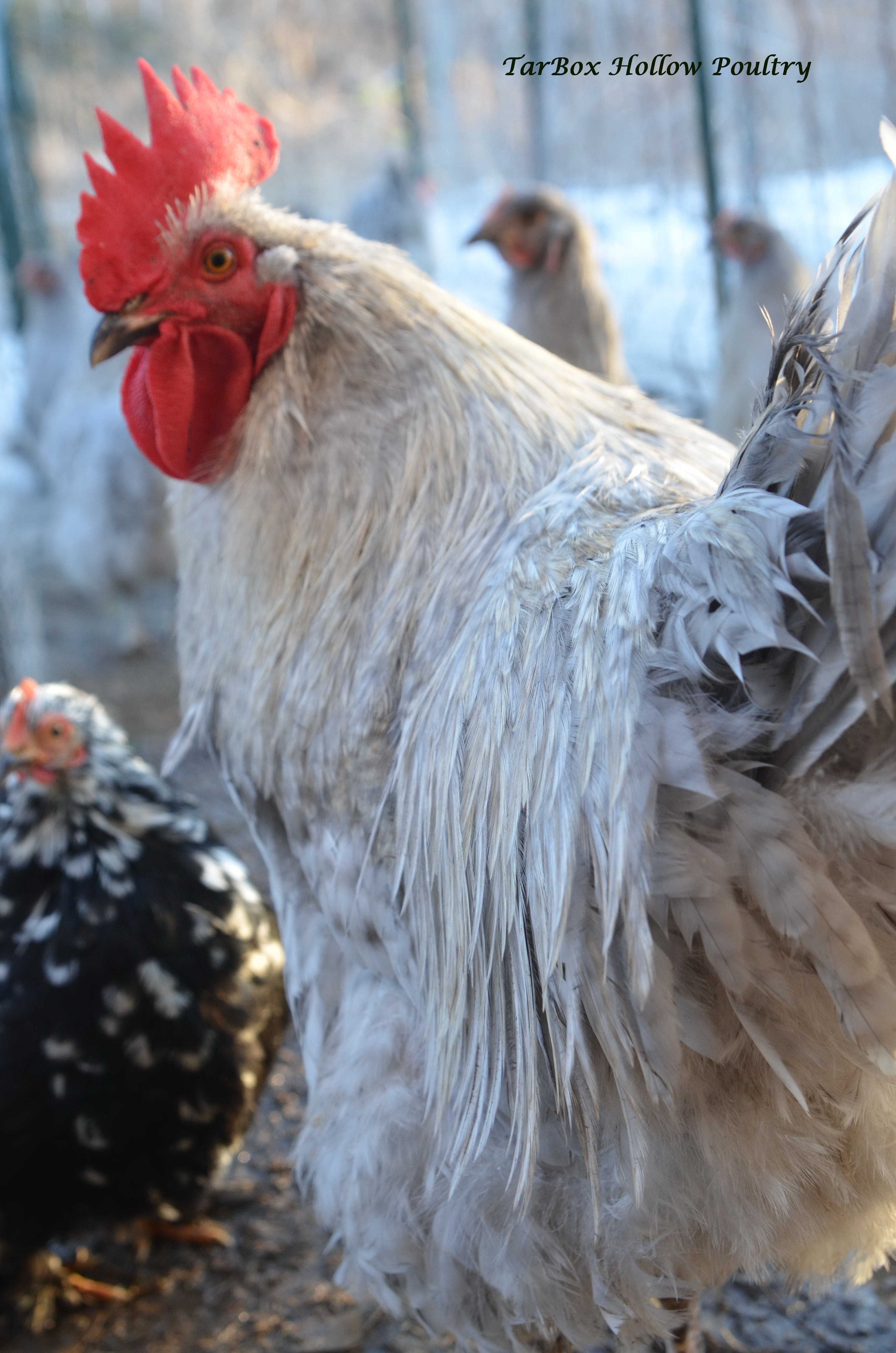 Lavender Cuckoo Orpington – TarBox Hollow Poultry