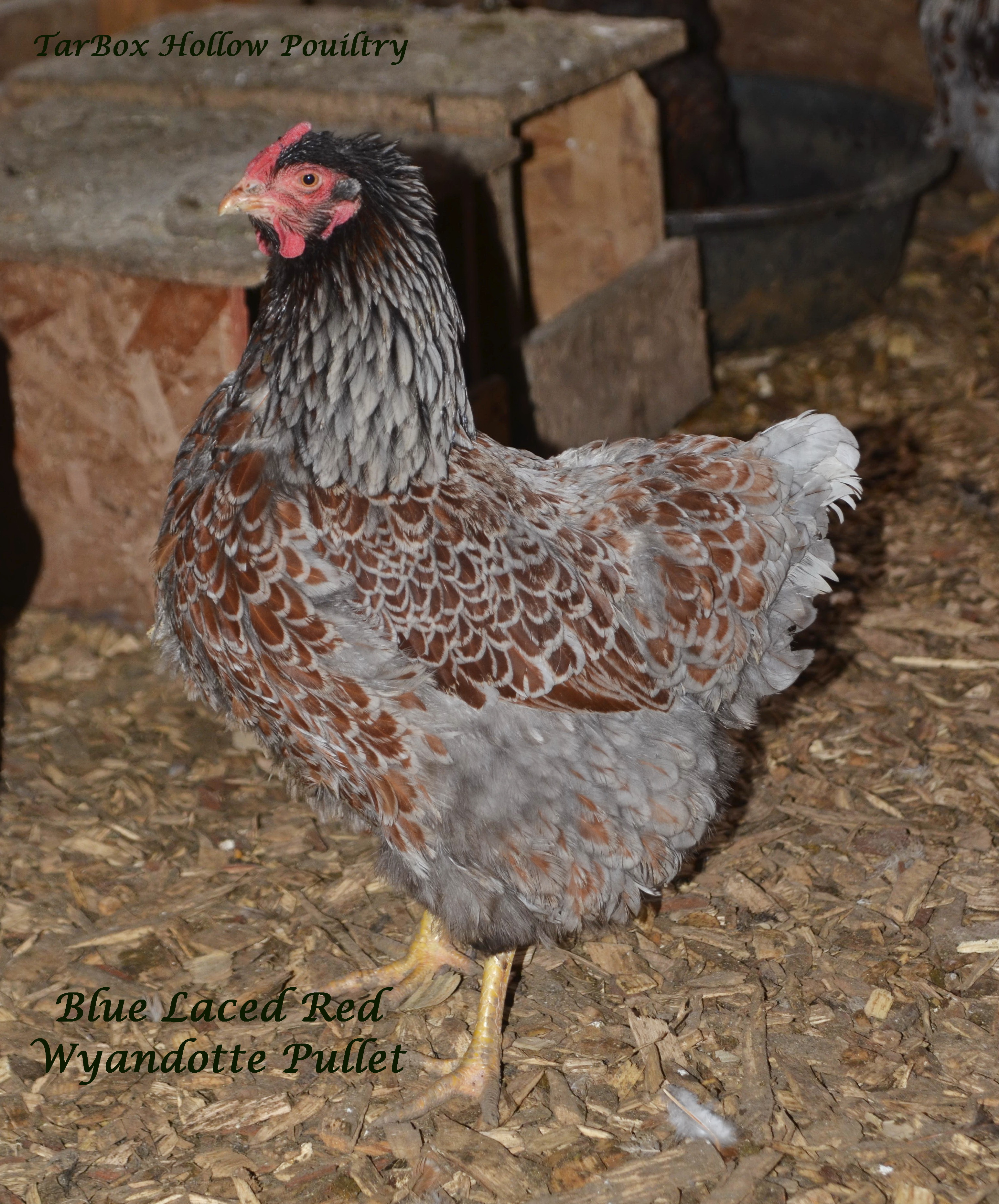 12 Fresh Chicken Hatching Eggs Barnyard mix possible BLUE LACED RED WYANDOTTE 