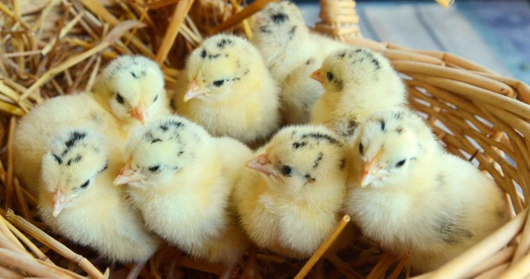 TREATING POULTRY DISEASES WITH GREEN TEA