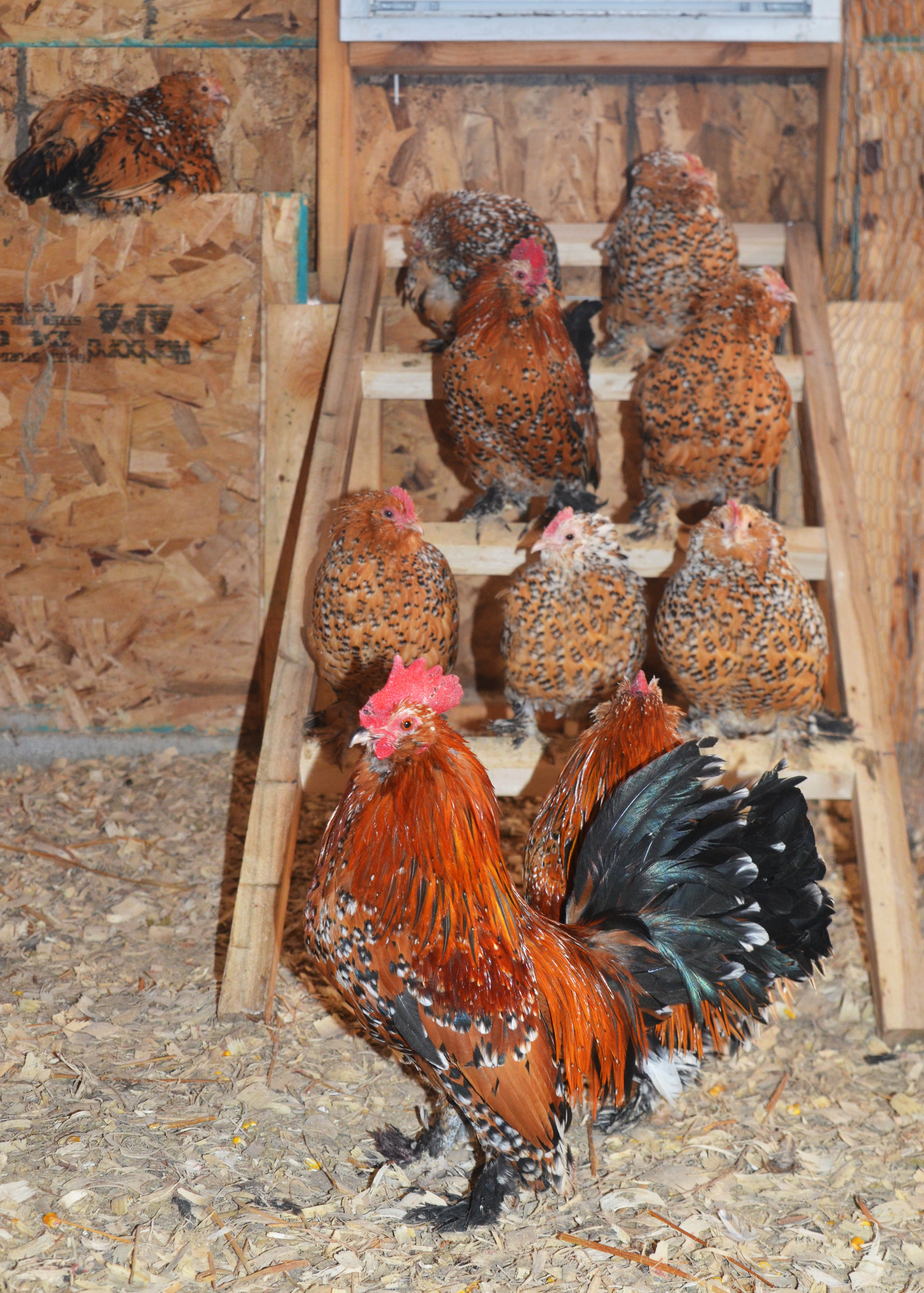 mille flock 3 – TarBox Hollow Poultry