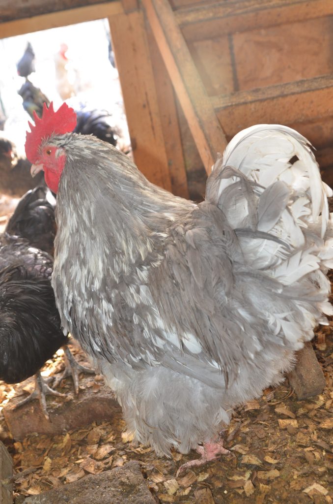 English Lavender Mottled Orpingtons Chicks Out Of Stock Tarbox Hollow