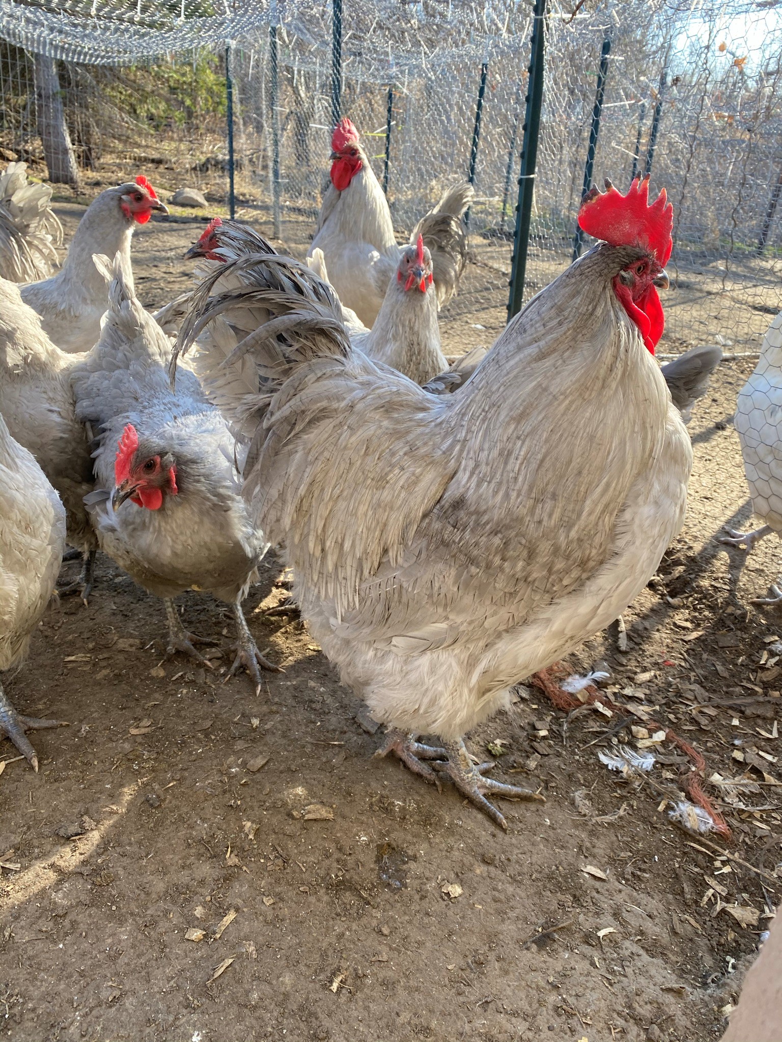 lavender orpington flock – TarBox Hollow Poultry