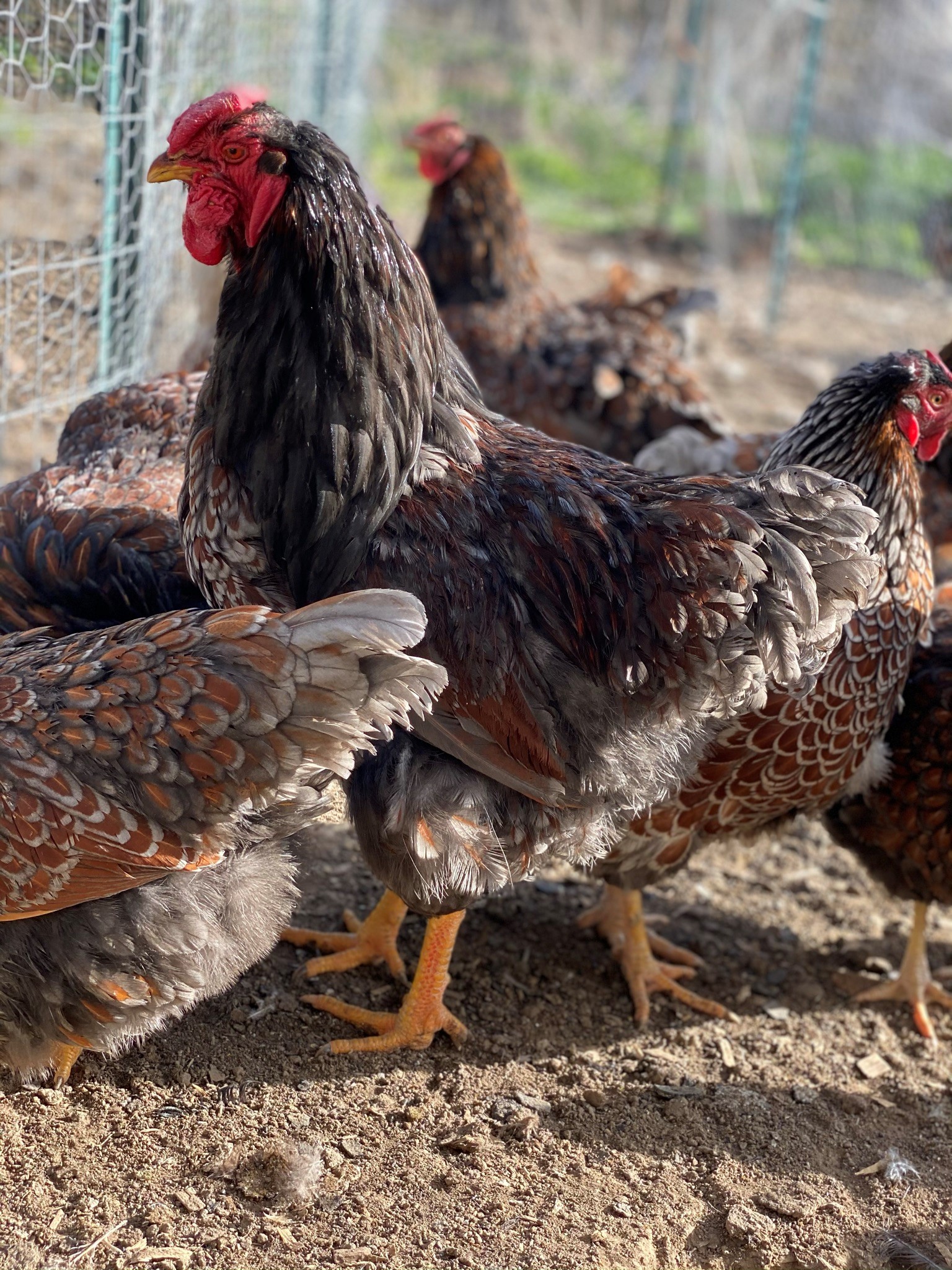 blue laced red wyandotte – TarBox Hollow Poultry