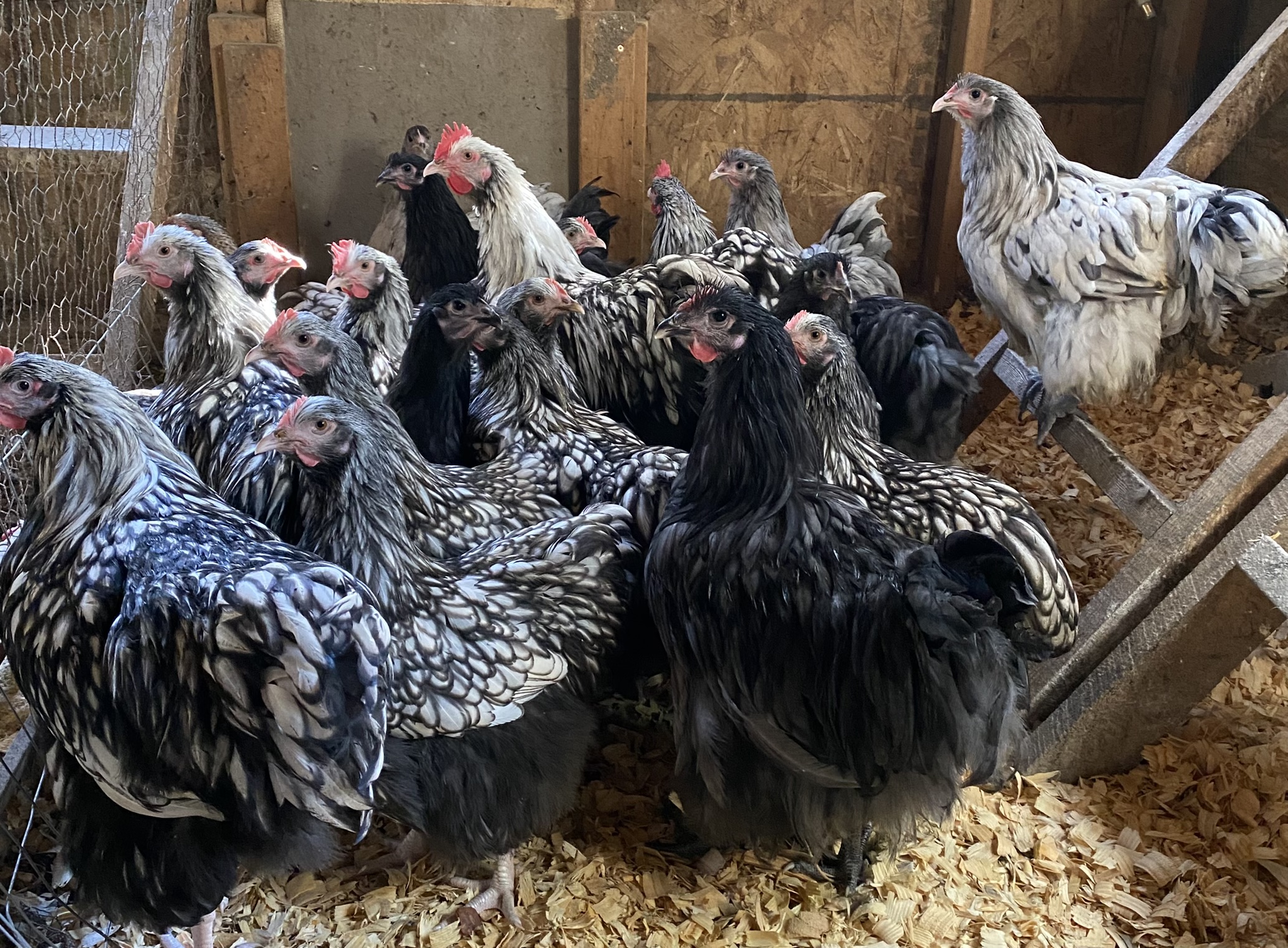 English Silver Laced, Blue & Splash Orpingtons TarBox Hollow Poultry