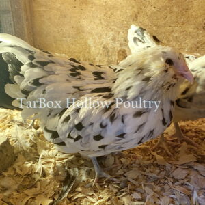 Ermine Ameraucana Bantam Hatching Eggs